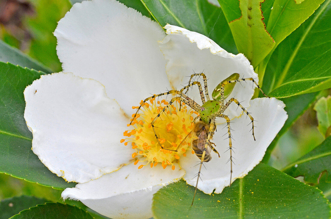 Green Lynx Spider