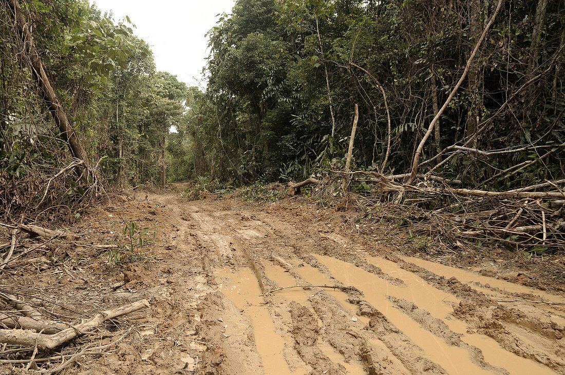 Logging Road in Rainforest