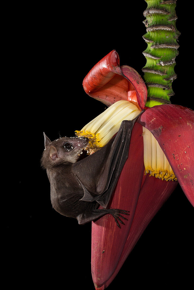 Cave Nectar Bat on Banana Flower