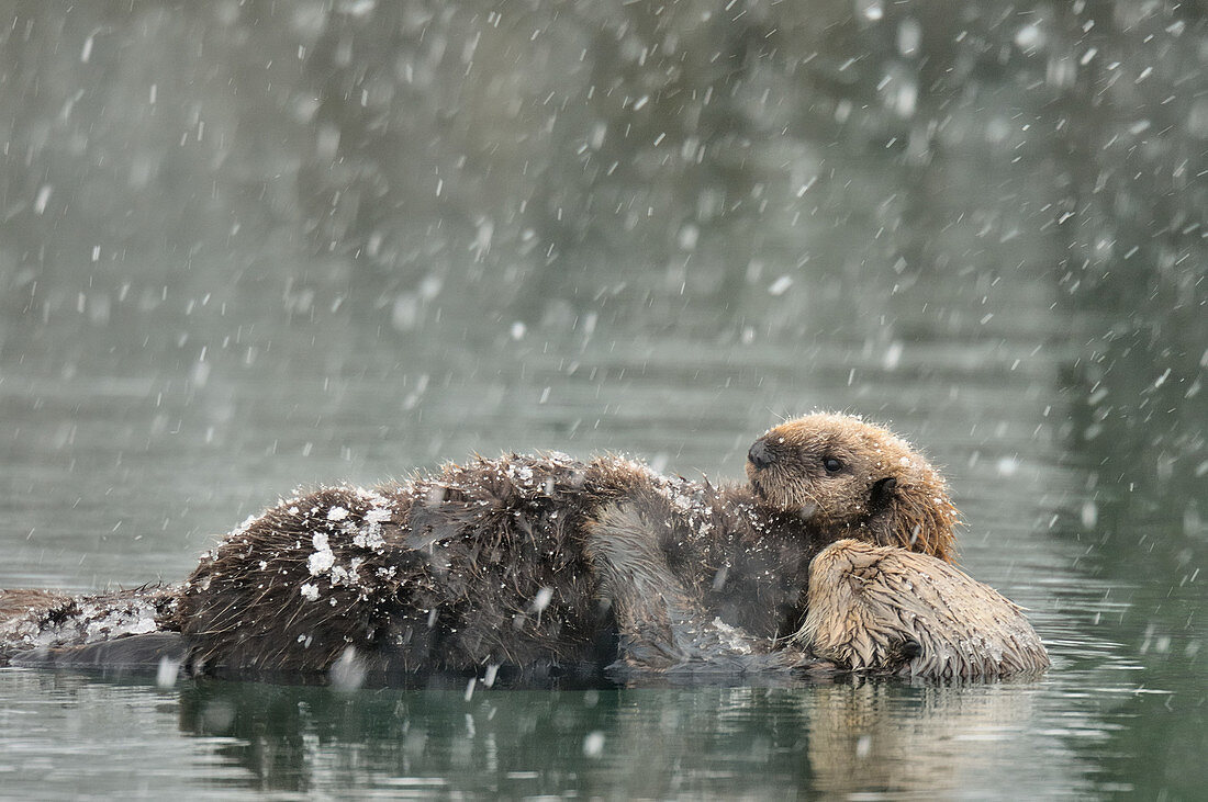 Sea Otter and Pup in Snow