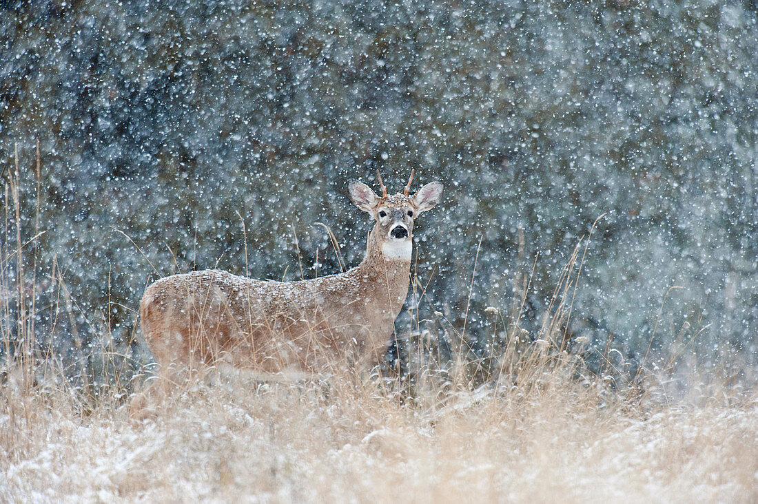 Spike Buck in Snow