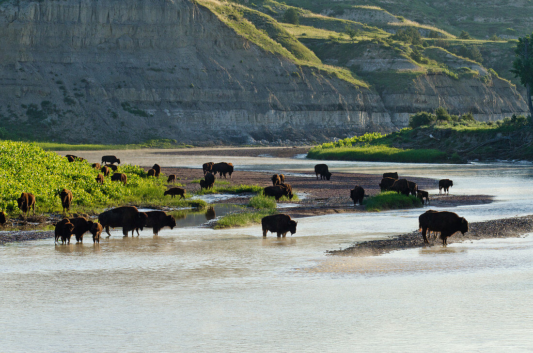 American Bison Herd Drinking