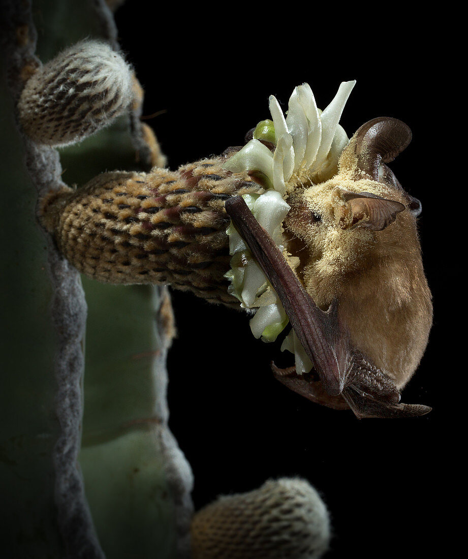 Pallid Bat Pollinating Cactus