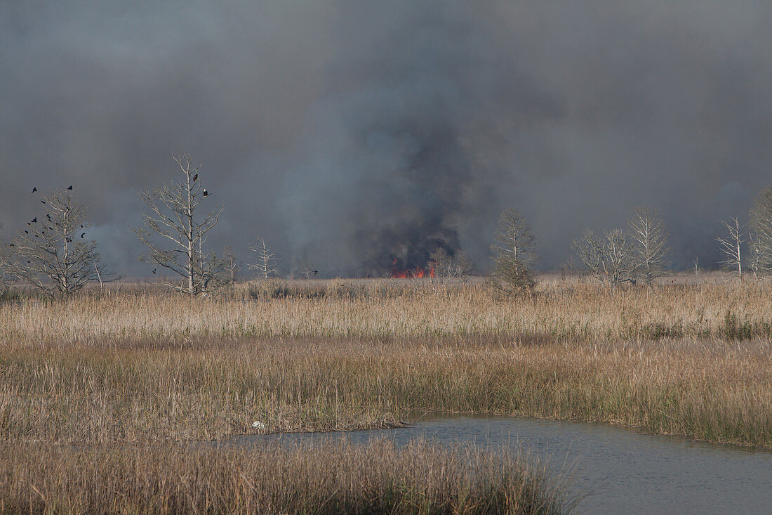 Apalachicola Marsh Controlled Burn