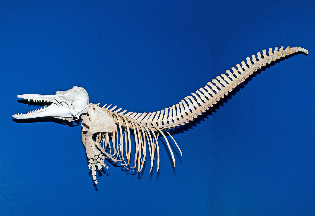 Atlantic Bottlenose Dolphin Skeleton