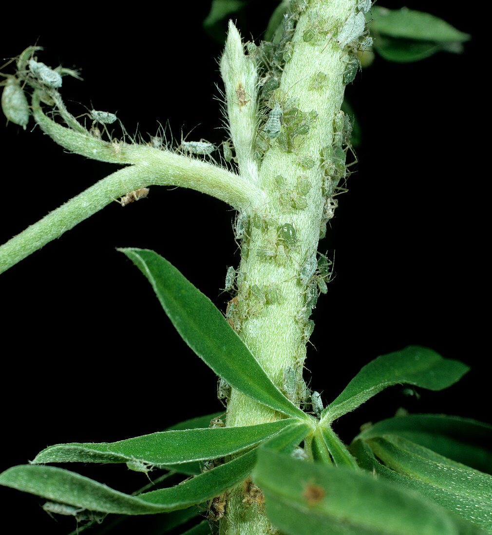 Lupin Aphid