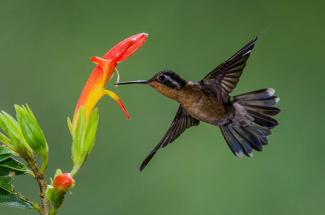 Purple-throated Mountain Gem