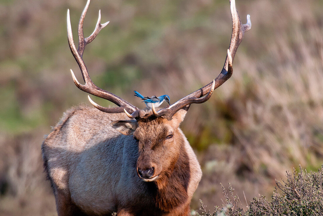 Tule Elk with Scrub Jay