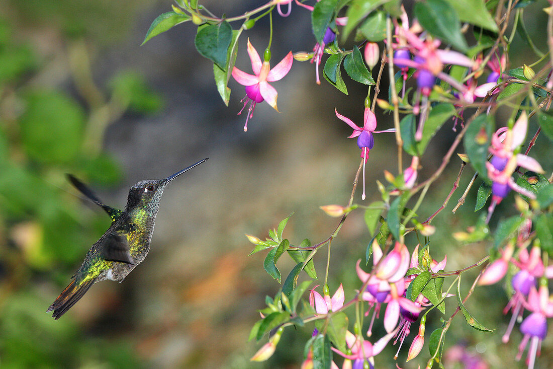 Magnificent Hummingbird