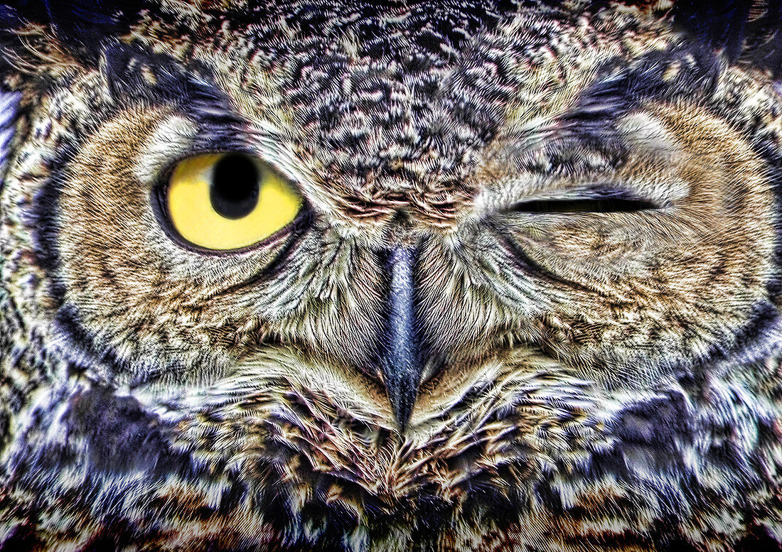 Owl Winking
