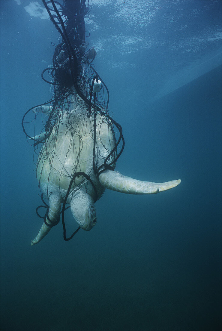 Green turtle trapped in a net
