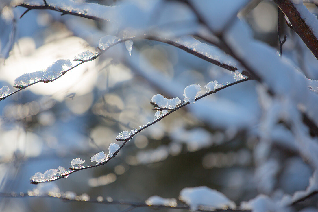 Snow-covered branch