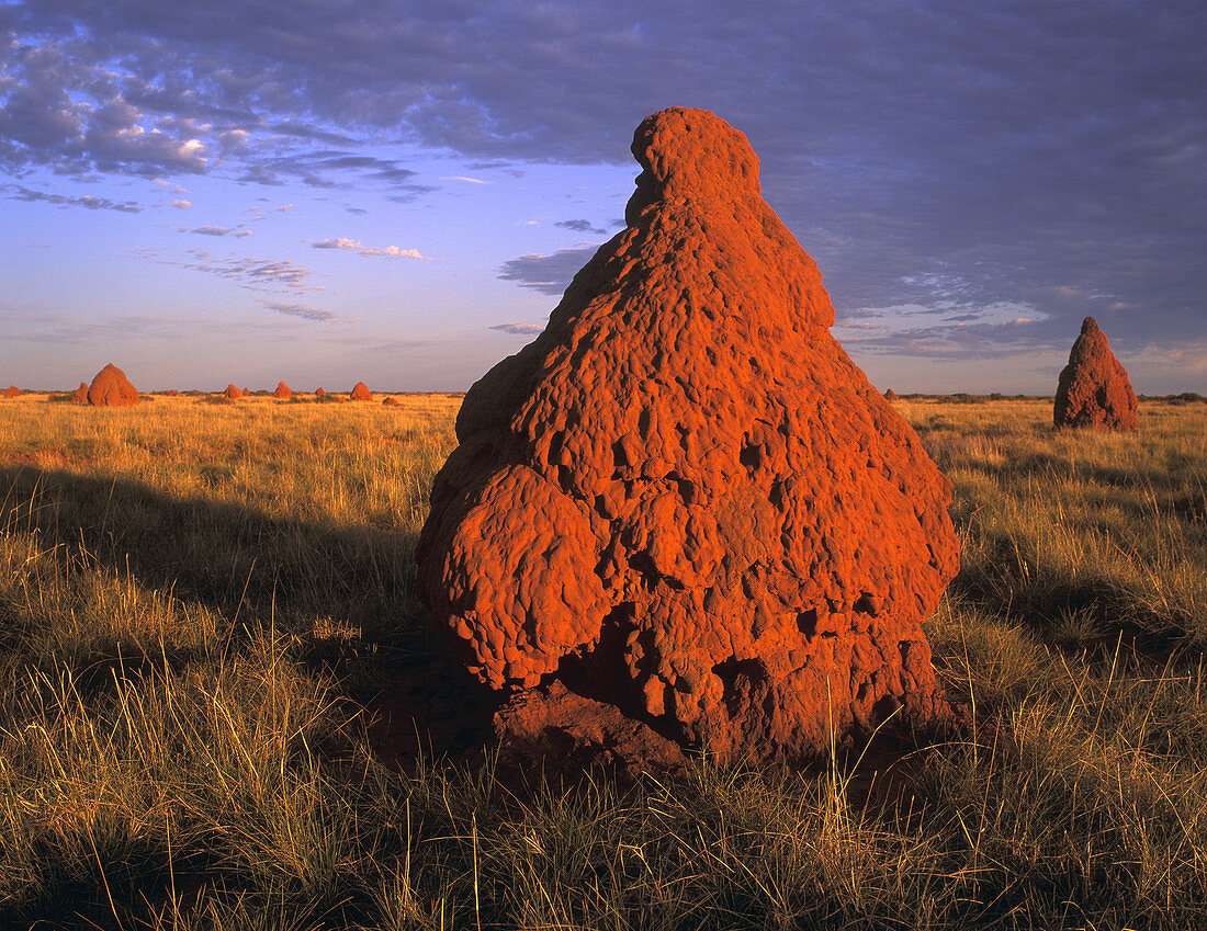 Termite Mounds in Outback Australia