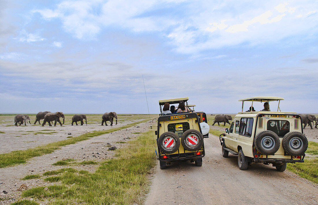 Elephant Herd Walking