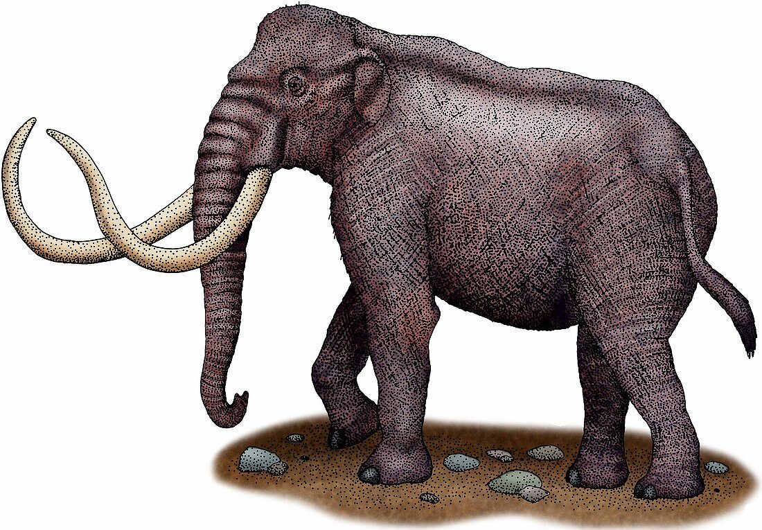 Columbian mammoth