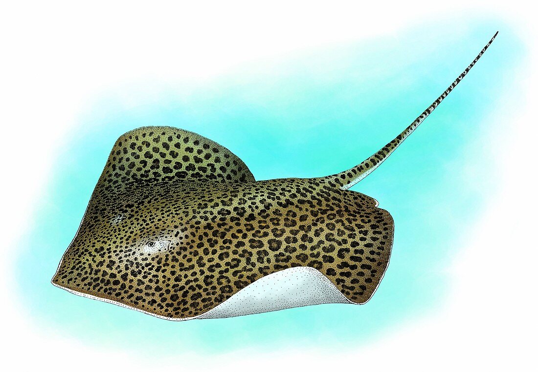 Leopard ray