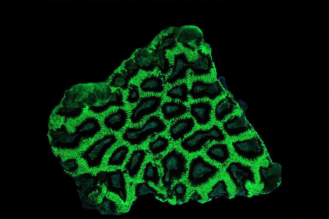 Fluorescent Coral in UV Light