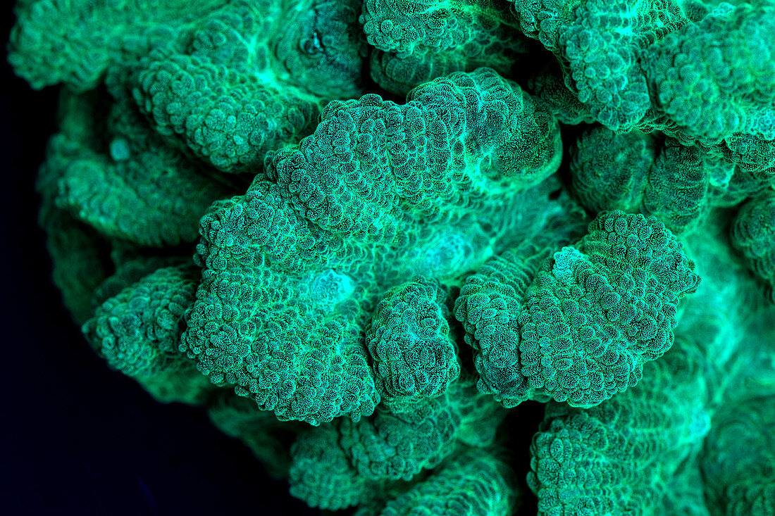 Fluorescent Coral in UV Light