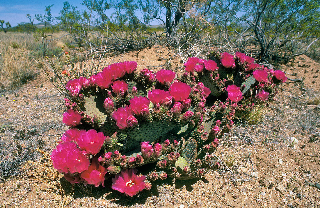 Beaver Tail Cactus