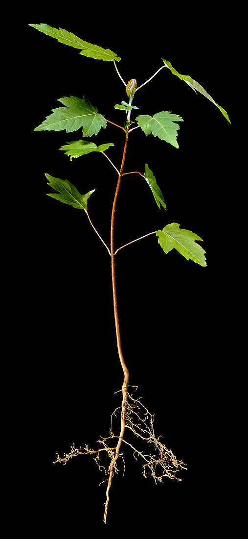 Maple Sapling