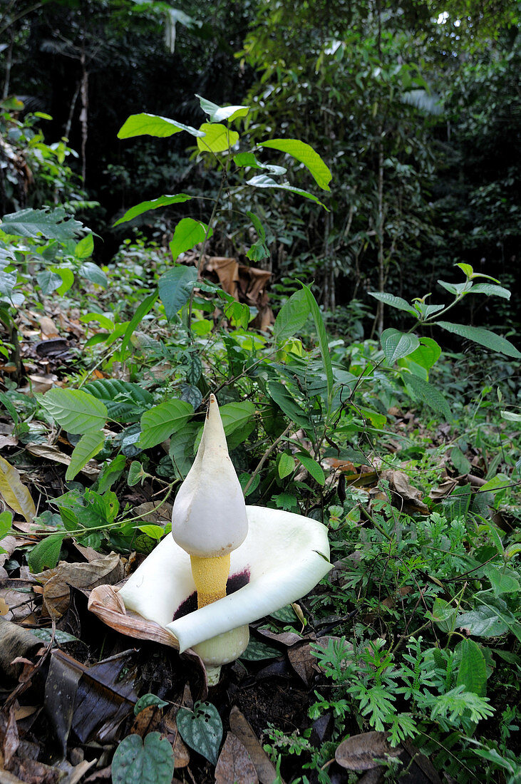 Amorphophallus prainii Flower