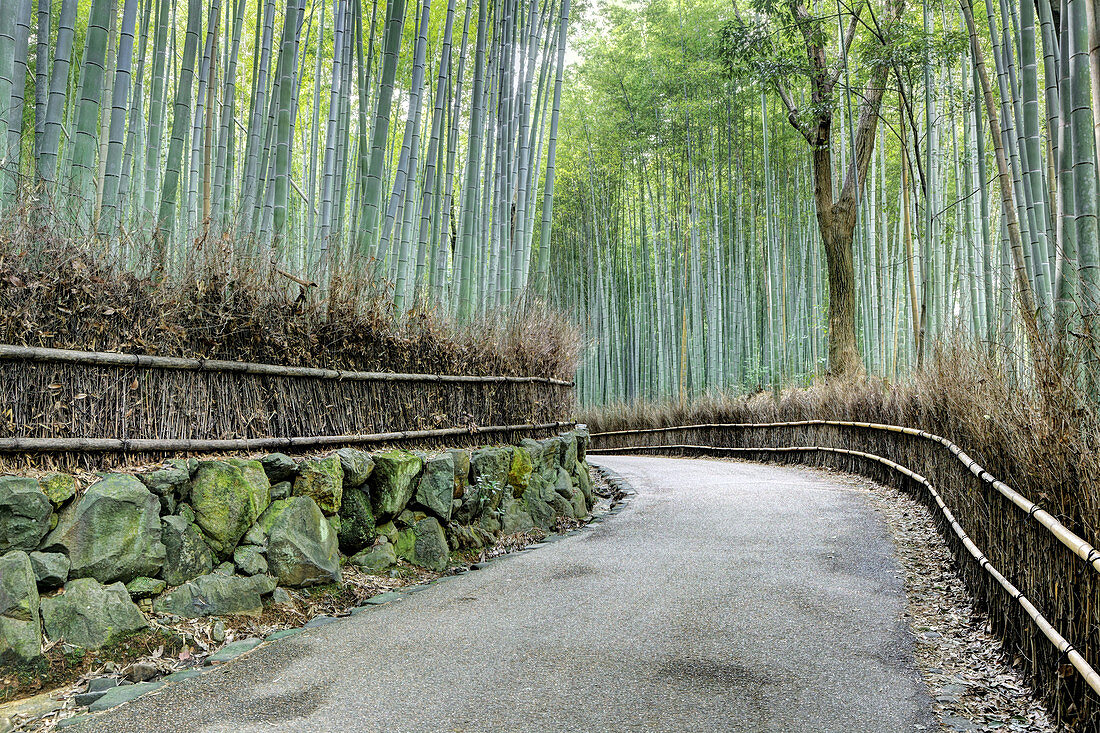 Arashiyama Bamboo Grove,Kyoto,Japan