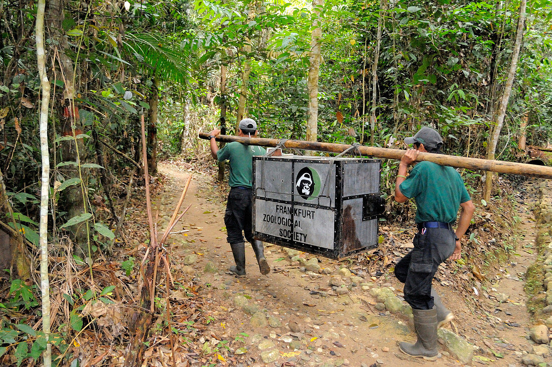 Sumatran Orangutan Release