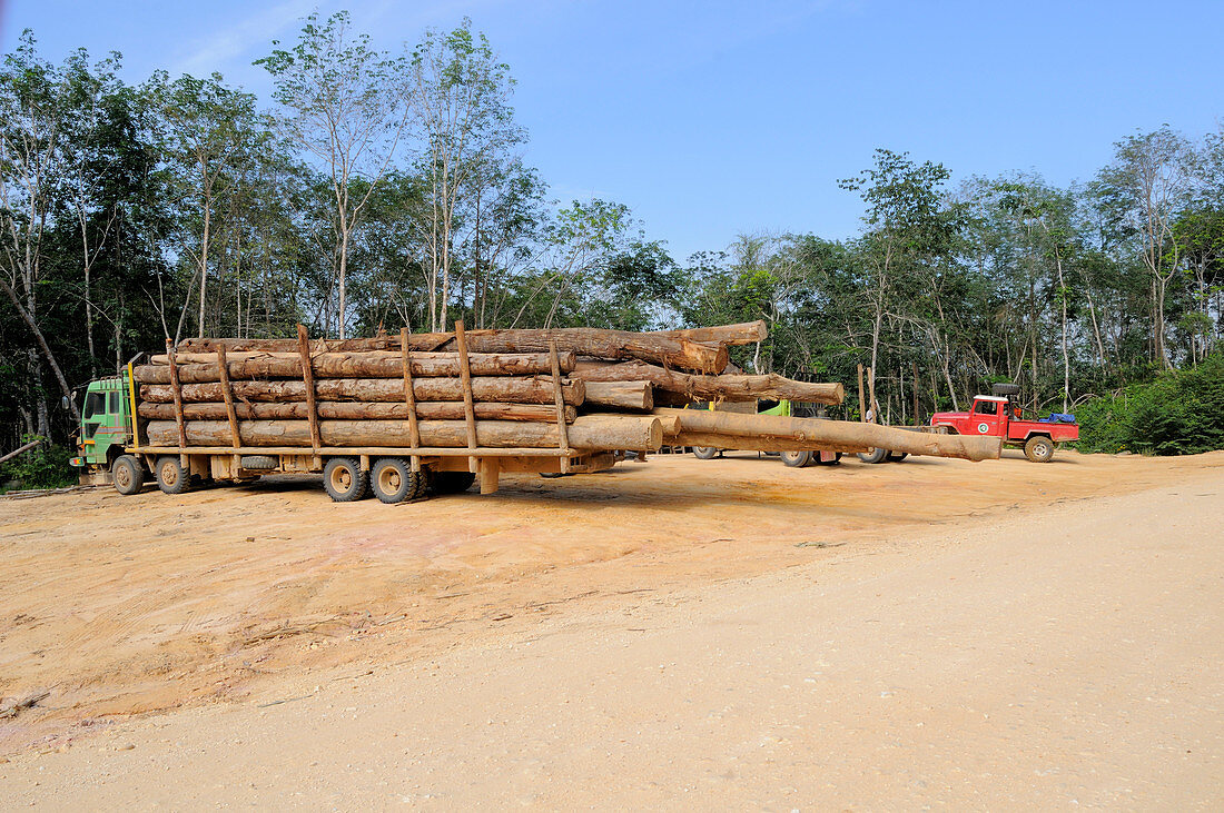 Logging trucks in Indonesia
