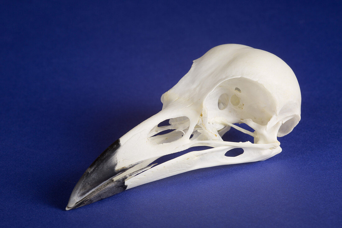 American Crow Skull