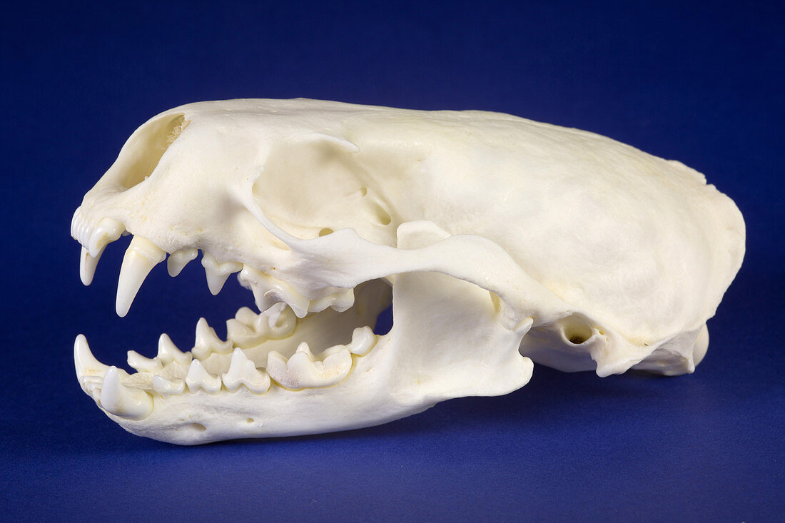 Skull of a River Otter