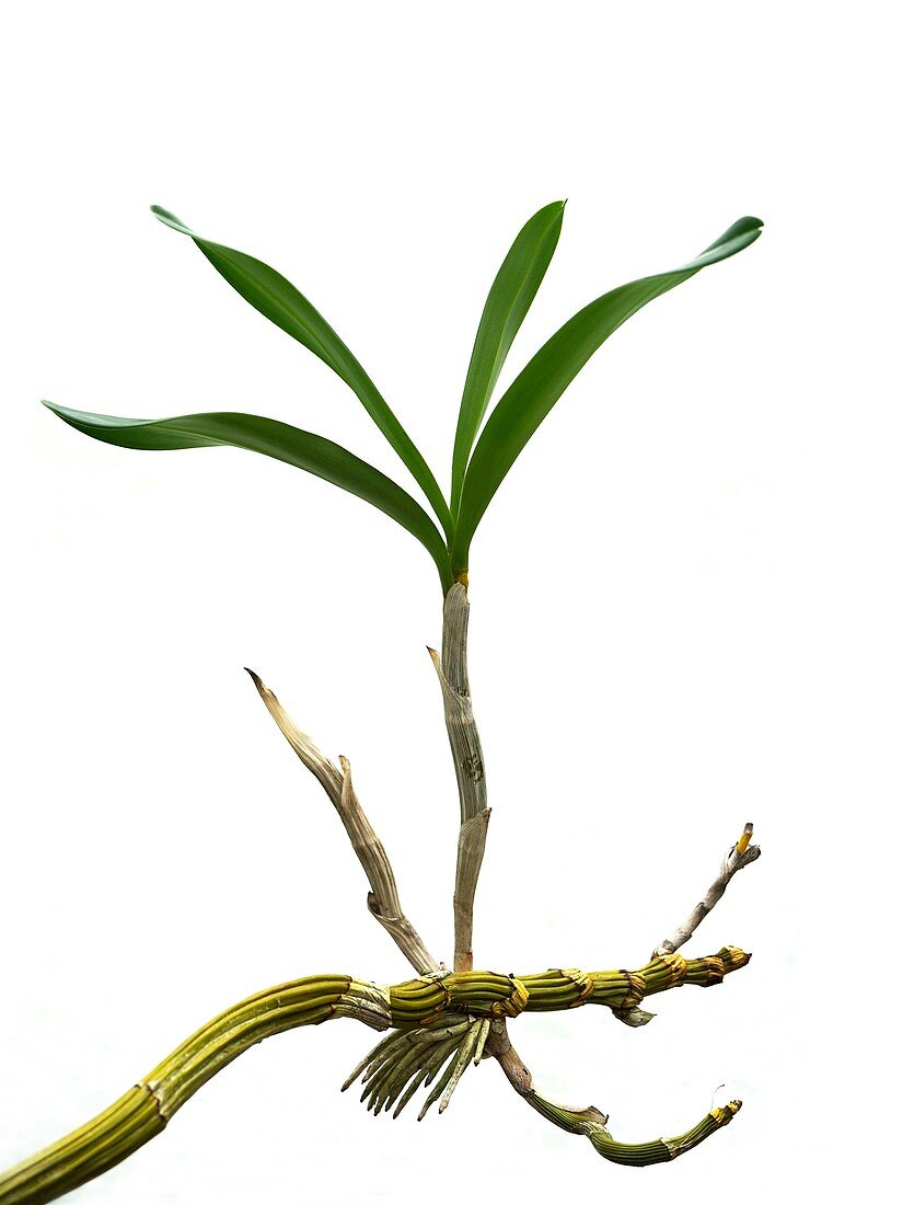 Orchid (Dendrobium sp.) daughter plant
