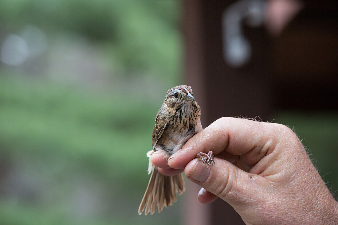 Lincoln Sparrow,Banded