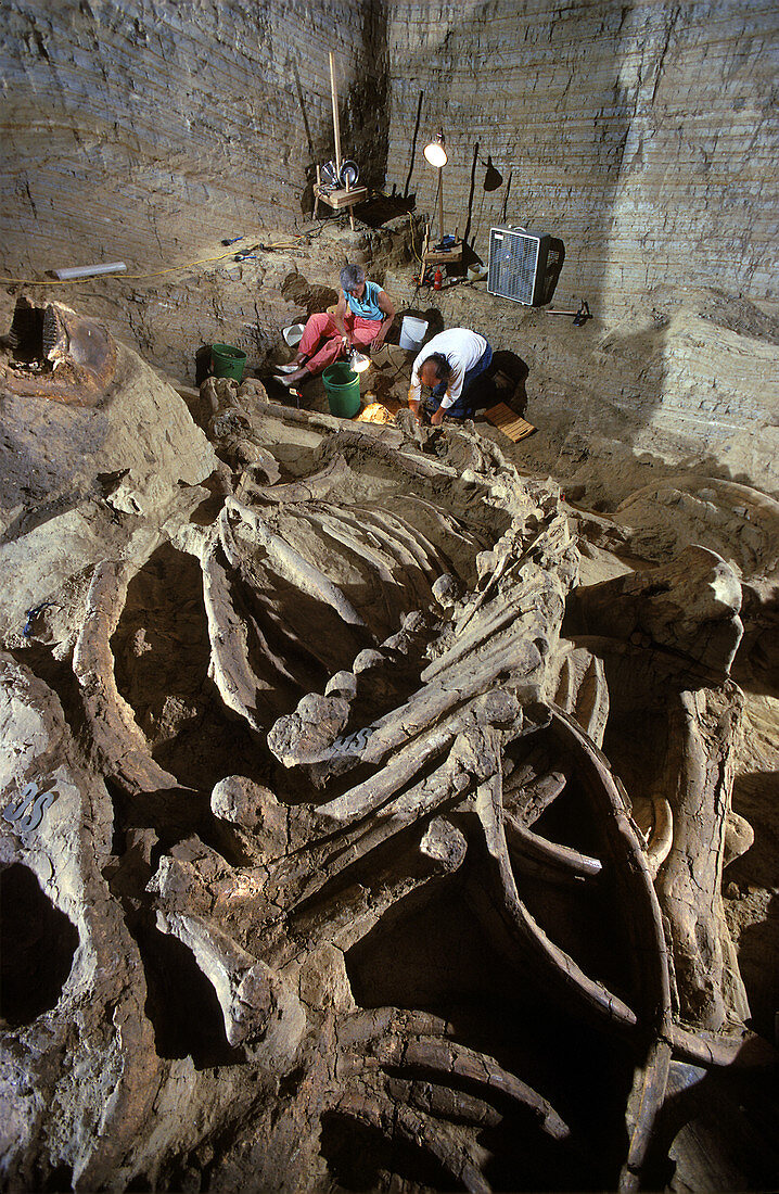 Paleontologists Excavating Mammoth Bones