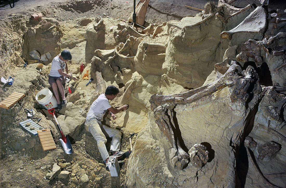 Paleontologists Excavating Mammoth Bones