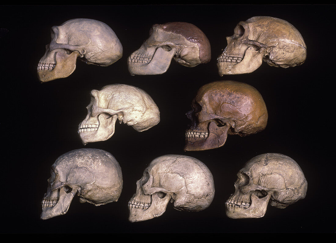 Skulls of human evolution