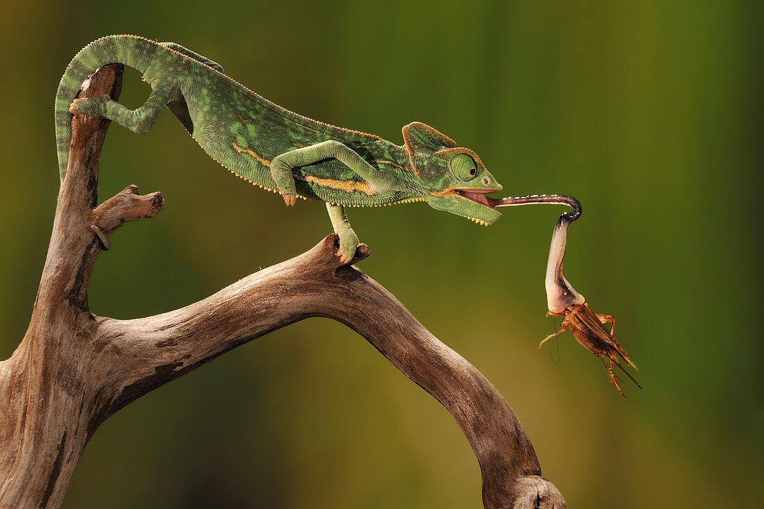 Veiled Chameleon catches Cricket