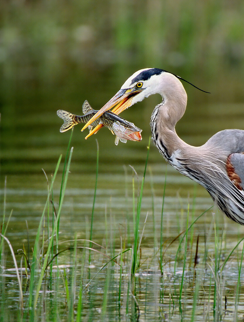 Great Blue Heron with Prey