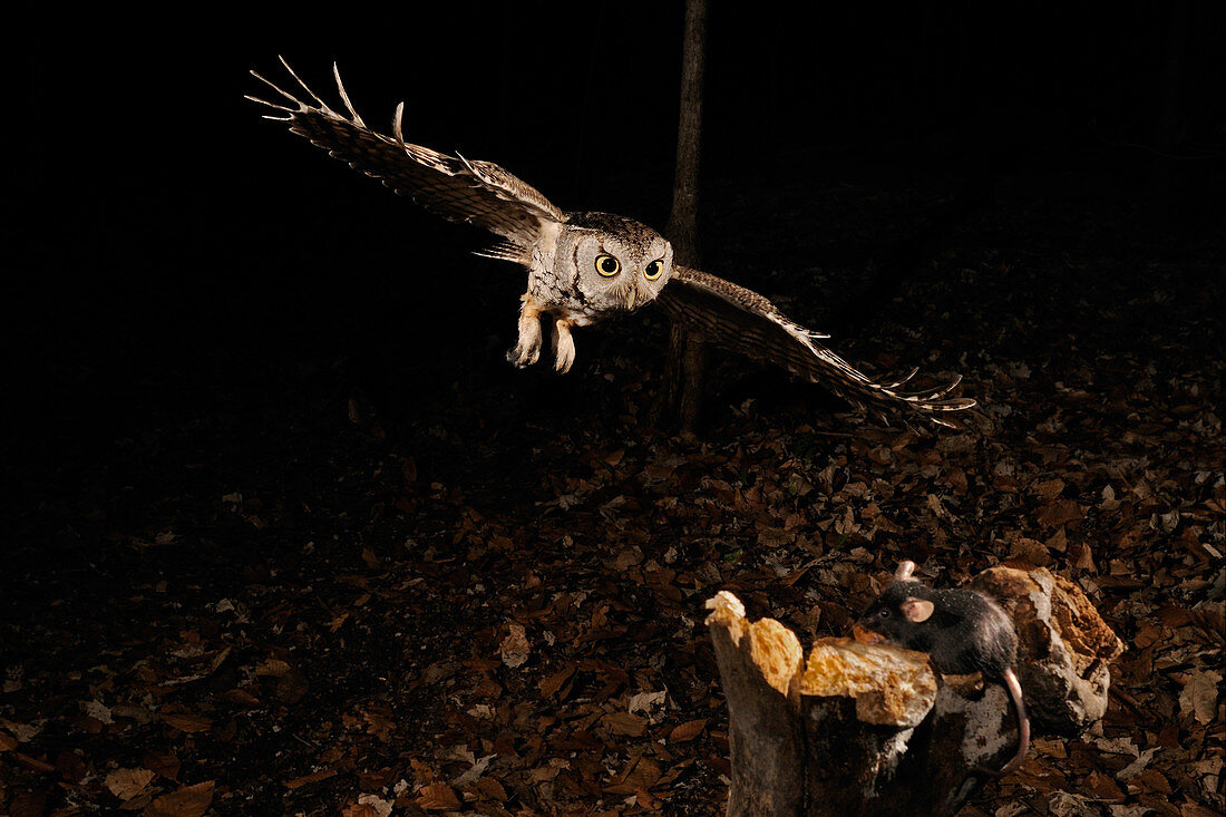 Eastern Screech Owl Hunting
