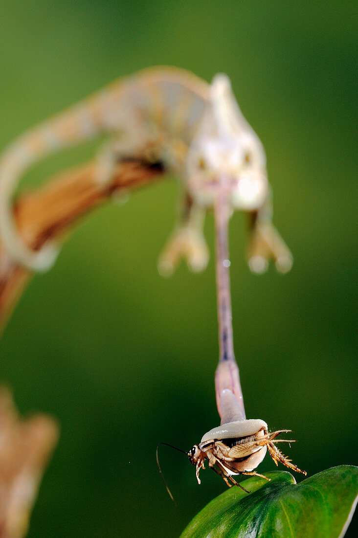 Veiled chameleon Catches Cricket