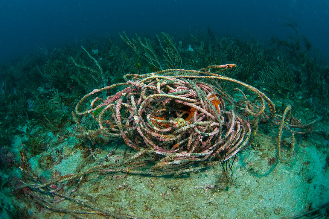 Discarded Rope