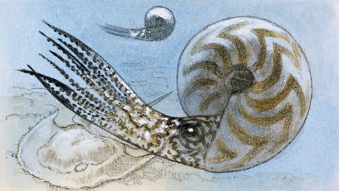 Ammonite,illustration