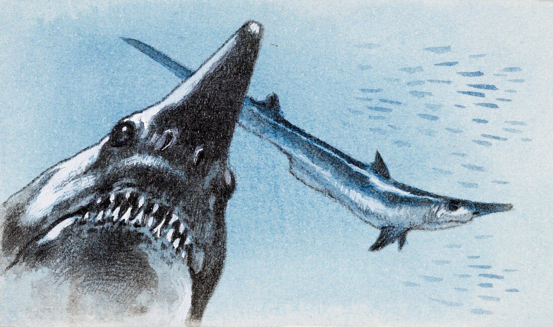 Shark teeth from fossil,illustration