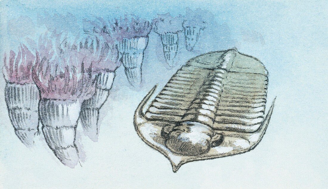 Trilobite,illustration