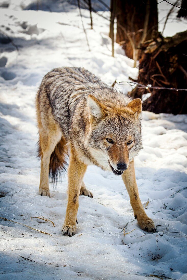 Male coyote in snow