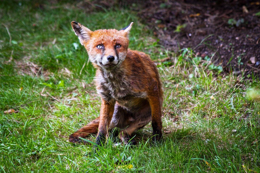 Red fox with mange