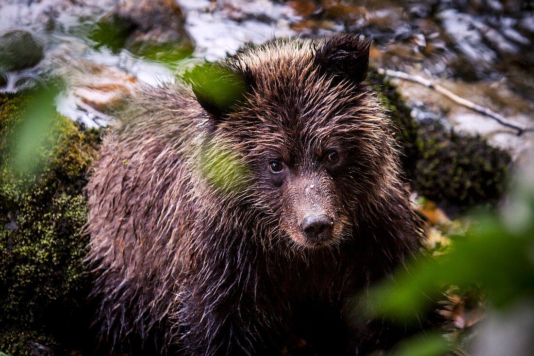 Grizzly bear by a river