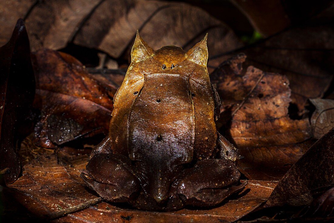 Malayan horned frog camouflaged