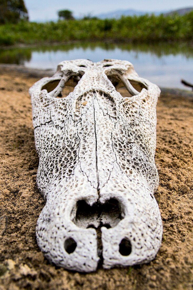 Caiman skull