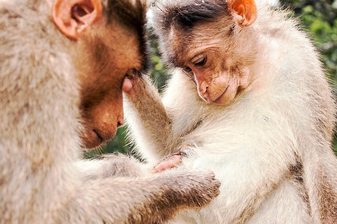 Bonnet macaques