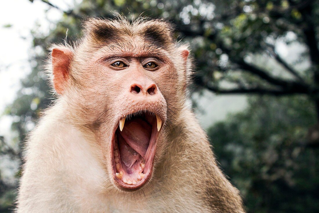 Bonnet macaque yawning